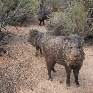 IMG_1896 javelina for website 300X300.jpg