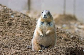 Prairie dog on guard
